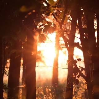 Fall sunset iPhone wallpaper