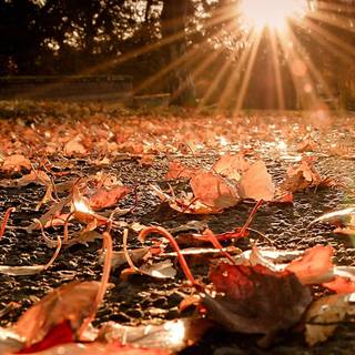 Fall sunset iPhone wallpaper