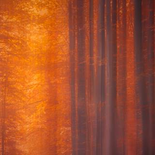 Fall sunset iPhone wallpaper