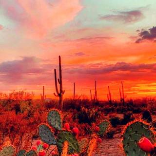 Fall sunset iPhone wallpaper