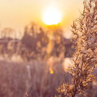 Fall sunset iPhone wallpaper