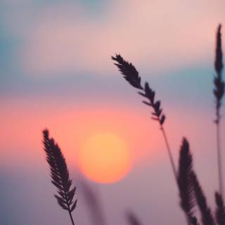 Fall sunset iPhone wallpaper