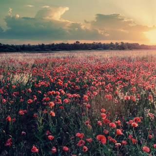 Fall sunset iPhone wallpaper