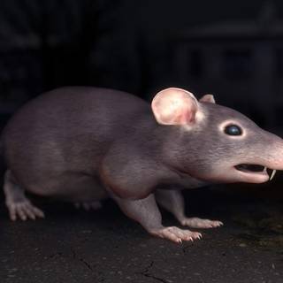 Fat rats wallpaper