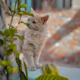 Turkish Angora wallpaper