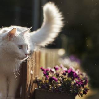 Turkish Angora wallpaper