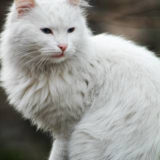 Turkish Angora wallpaper