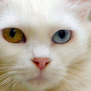 Turkish Angora wallpaper