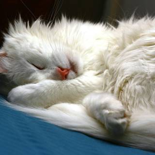 Turkish Angora wallpaper