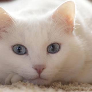 Turkish Angora wallpaper