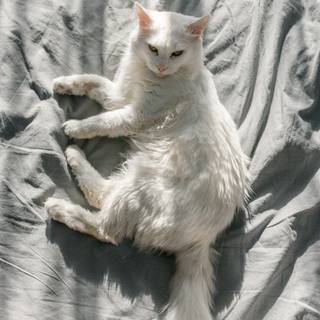Turkish Angora wallpaper