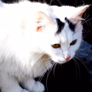 Turkish Angora wallpaper