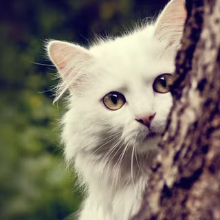 Turkish Angora wallpaper
