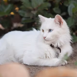 Turkish Angora wallpaper