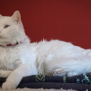 Turkish Angora wallpaper