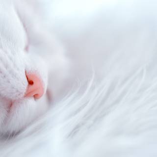 Turkish Angora wallpaper