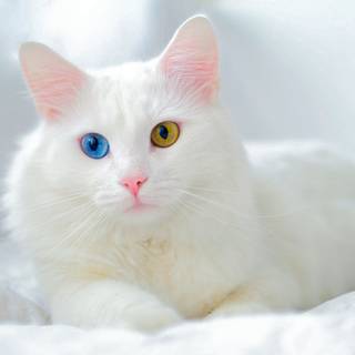 Turkish Angora wallpaper