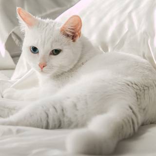 Turkish Angora wallpaper