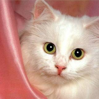 Turkish Angora wallpaper