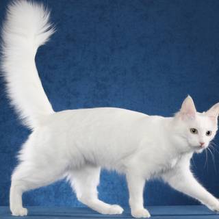 Turkish Angora wallpaper