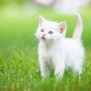 Turkish Angora wallpaper