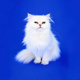 Turkish Angora wallpaper