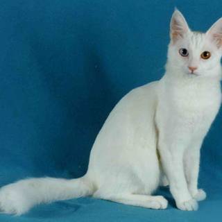 Turkish Angora wallpaper