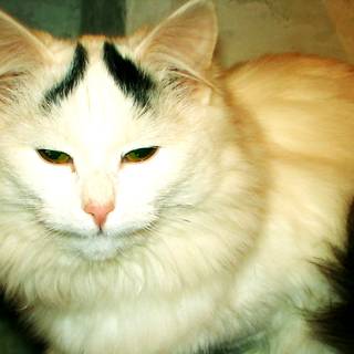 Turkish Angora wallpaper