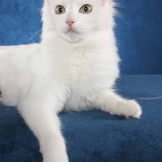 Turkish Angora wallpaper