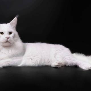 Turkish Angora wallpaper