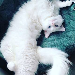 Turkish Angora wallpaper