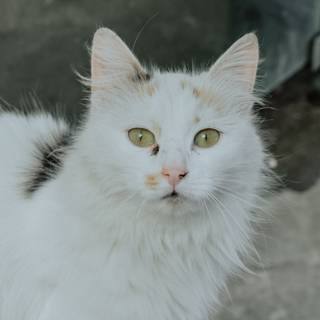 Turkish Angora wallpaper