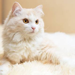 Turkish Angora wallpaper