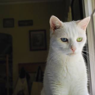 Turkish Angora wallpaper