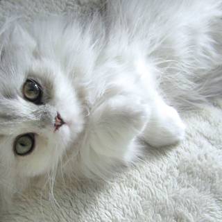 Turkish Angora wallpaper