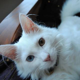Turkish Angora wallpaper