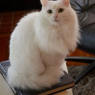 Turkish Angora wallpaper