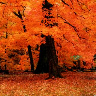 Orange fall wallpaper