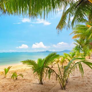 Ocean beach summer wallpaper