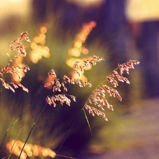 Summer blurs wallpaper