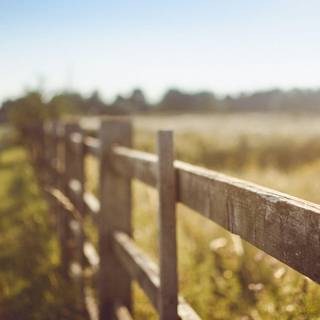 Summer blurs wallpaper