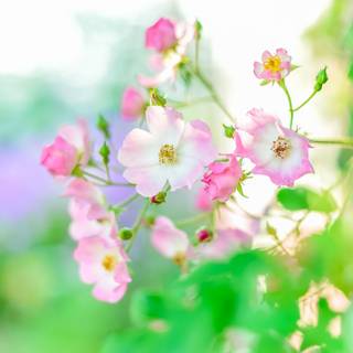 Summer blurs wallpaper