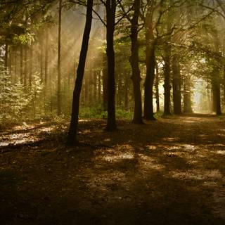 Autumn neutral desktop wallpaper