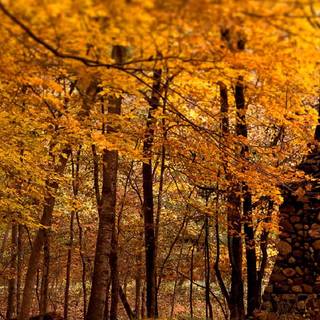 Autumn 2023 wallpaper