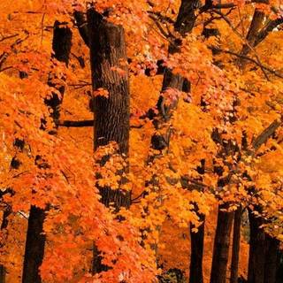 Autumn 2023 wallpaper