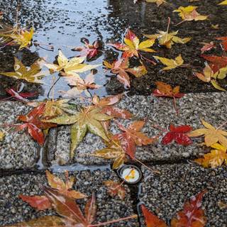 Autumn 2023 wallpaper