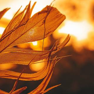 Autumn 2023 wallpaper