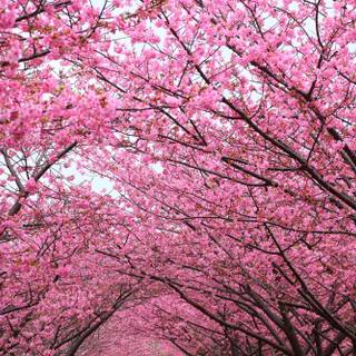 4k Sakura tree wallpaper