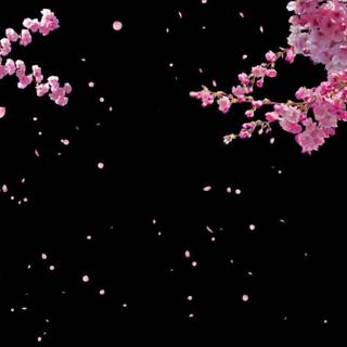 Sakura black wallpaper
