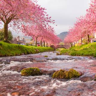 4k Sakura tree wallpaper